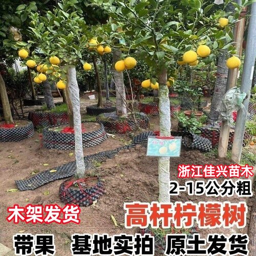 精品柠檬树盆栽带果高杆庭院大树老桩四季结果植物阳台客厅绿植