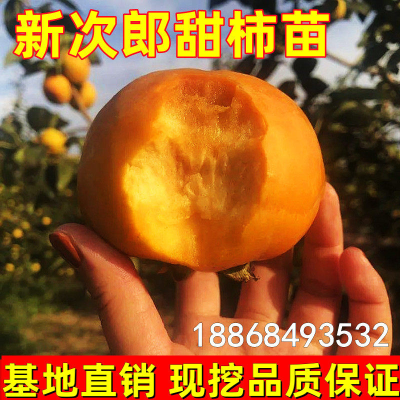 日本甜柿苗 新次郎甜柿苗 嫁接柿子苗 新次郎柿子果树苗结果包邮