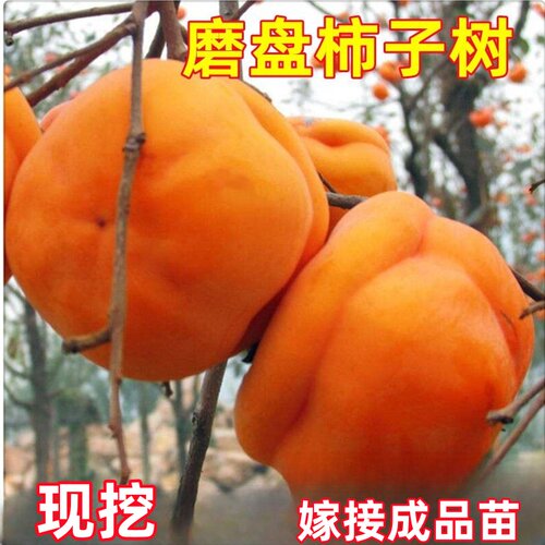 磨盘柿子苗树南北方庭院地栽甜脆柿子树苗盆栽嫁接活苗当年结果
