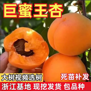 巨蜜王杏苗南北方地栽种植特大杏树果苗盆栽嫁接杏子苗树当年结果