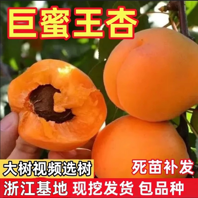 巨蜜王杏苗南北方地栽种植特大杏树果苗盆栽嫁接杏子苗树当年结果