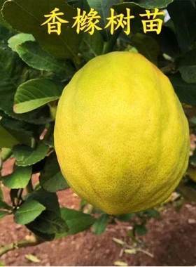 正宗香橼树苗 香泡树苗别墅庭院绿化文旦苗赖橼苗 香圆树种