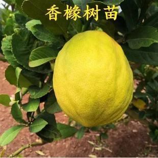 正宗香橼树苗 香泡树苗别墅庭院绿化文旦苗赖橼苗 香圆树种
