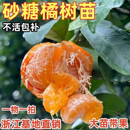 早熟沙糖桔蜜橘砂糖橘桔子苗嫁接苗盆栽地栽果苗柑橘柑桔树苗带果