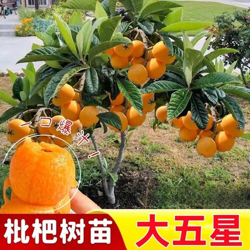 大五星枇杷苗树 嫁接果树 南方种植当年结果琵琶特大地栽盆栽早熟