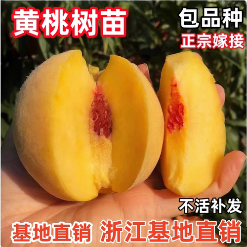 黄桃树苗南北方地栽种植特大桃树果苗盆栽嫁接活苗当年结果