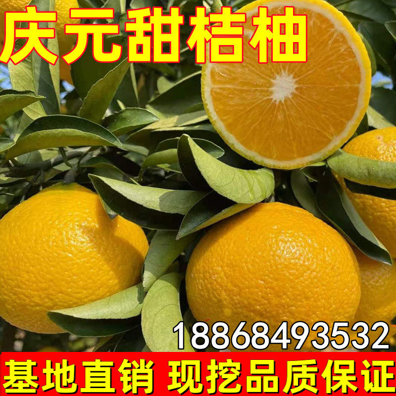 高糖建阳 潭甜桔柚 庆元甜橘柚 桔柚嫁接苗 黄金柑果苗桔苗果树苗