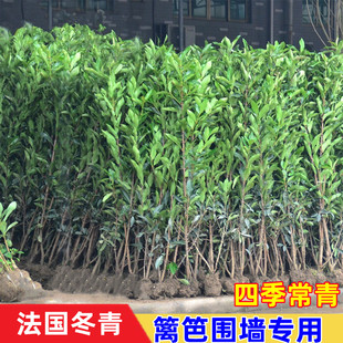 法国冬青苗冬青树北海道黄杨苗日本珊瑚树庭院篱笆墙四季常青树苗
