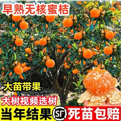 当年结果树黄岩甜橘子