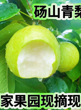 当季新鲜砀山梨现摘整箱包邮