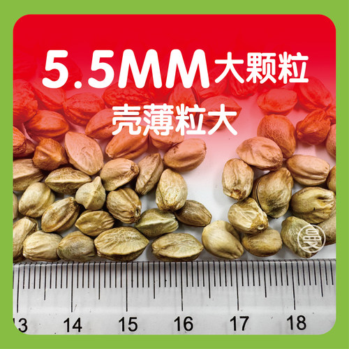 纸壳麻子鹦鹉粮和尚小太阳训练零食火麻子鸟粮饲料金太阳玄凤麻子