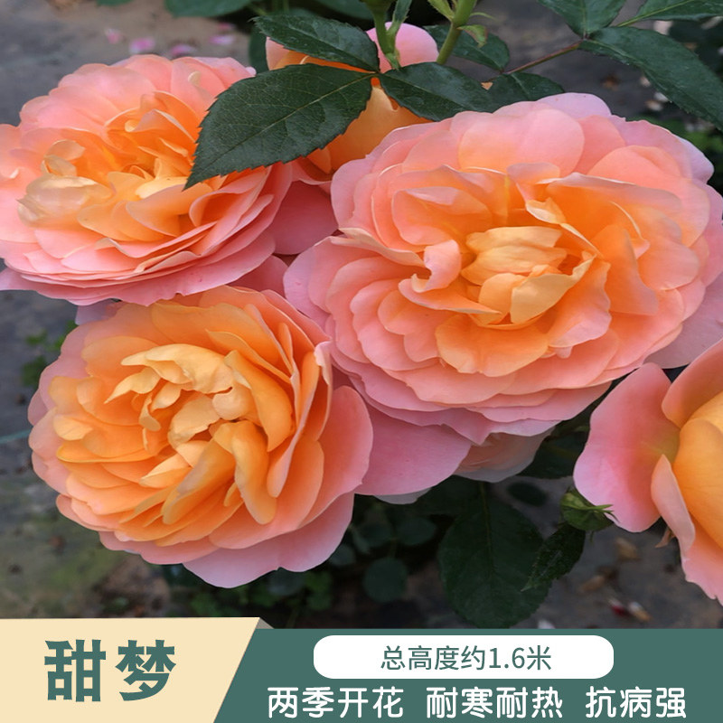 甜梦1米6大苗蔷薇花藤本月季花月季/蔷薇/玫瑰