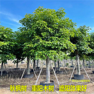 秋枫树苗重阳木树红桐茄冬树苗名贵苗木药材树苗抗风绿化四季常绿