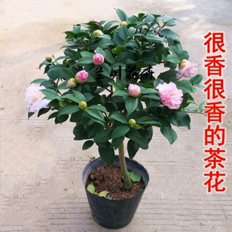 树苗浓香型庭院室外四季茶花盆栽