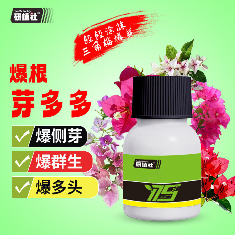 研植社爆根芽多多生根壮根催芽培养多头优芽素花三角梅促芽叶面肥