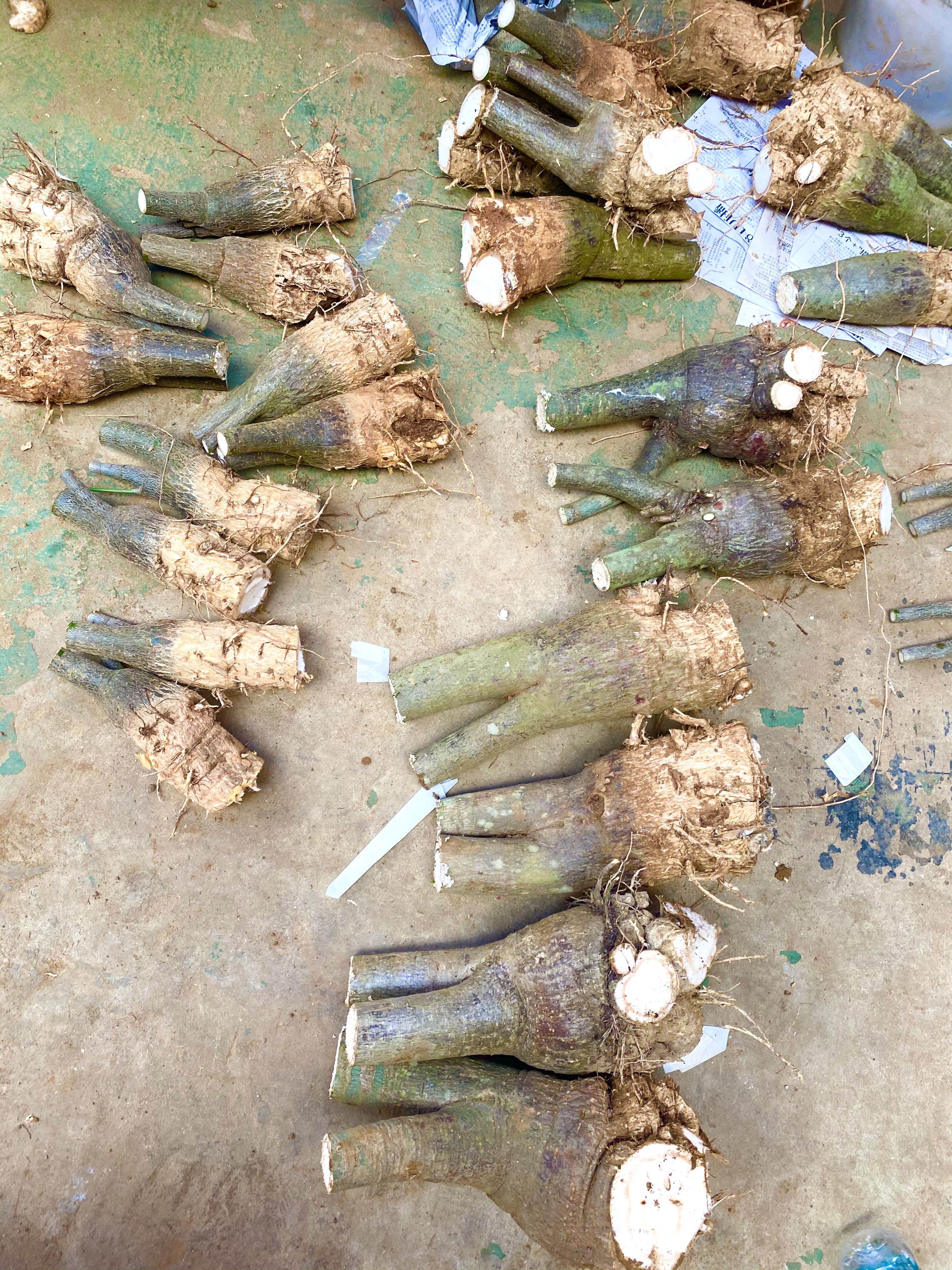 发财树树桩树头树苗室内绿植物花卉小盆景盆栽招财粗杆独杆包成活