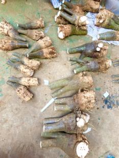 发财树树桩树头树苗室内绿植物花卉小盆景盆栽招财粗杆独杆包成活