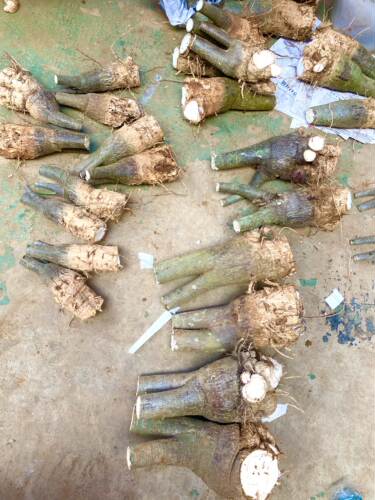 室内绿植物花卉粗杆包成活发财树