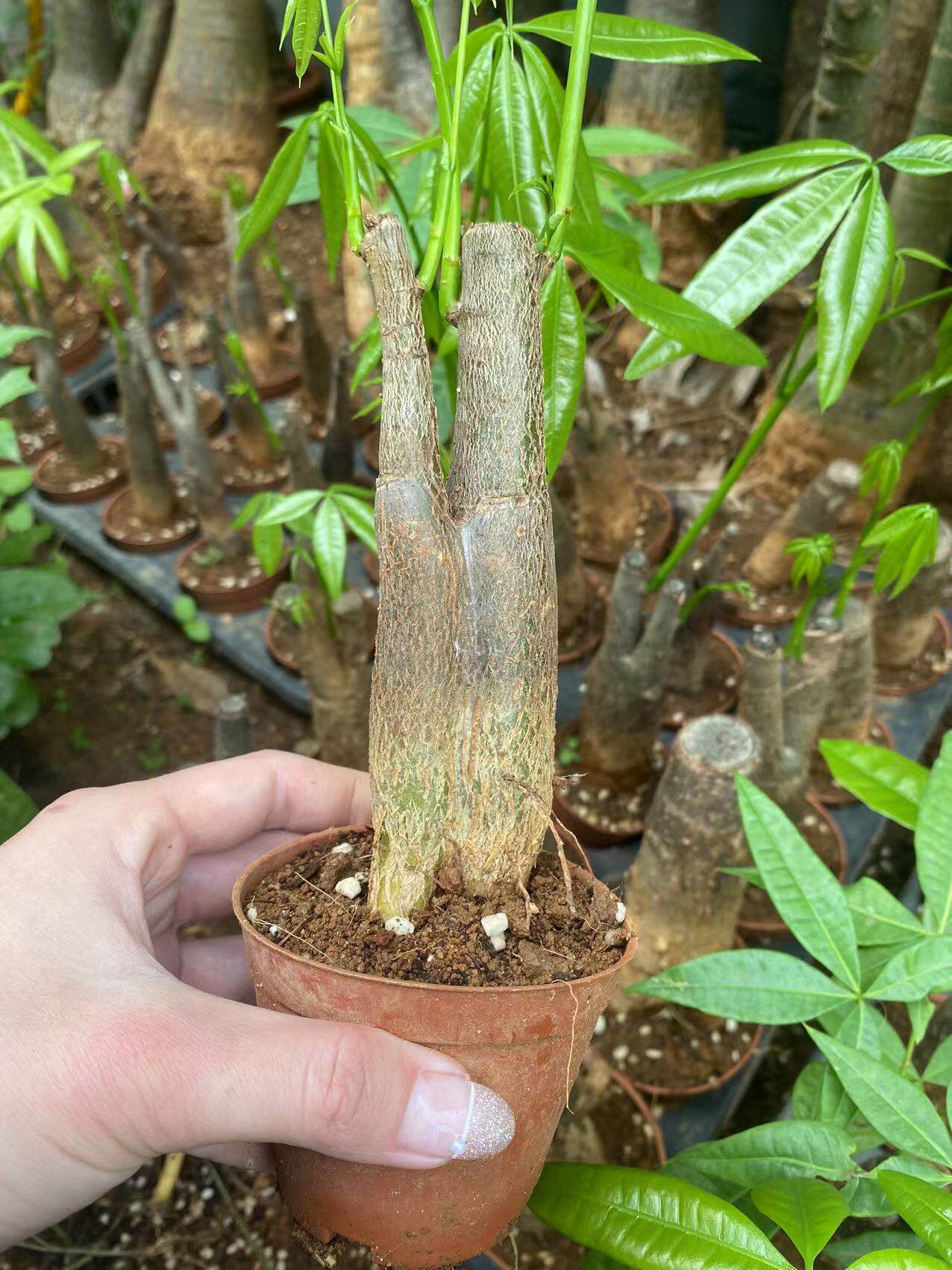 双杆发财树桩树头室内绿植物花卉小盆栽招财粗杆独杆包成活带芽