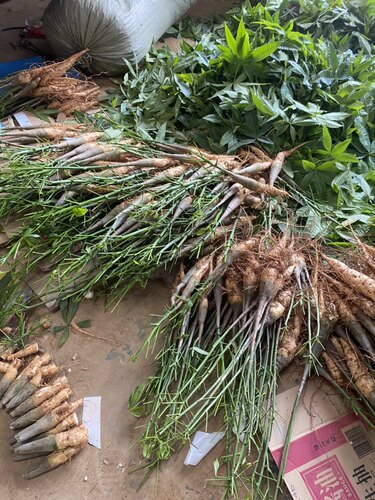 发财树苗子种子苗独杆花卉植物客厅室内大型绿植招财树原生苗