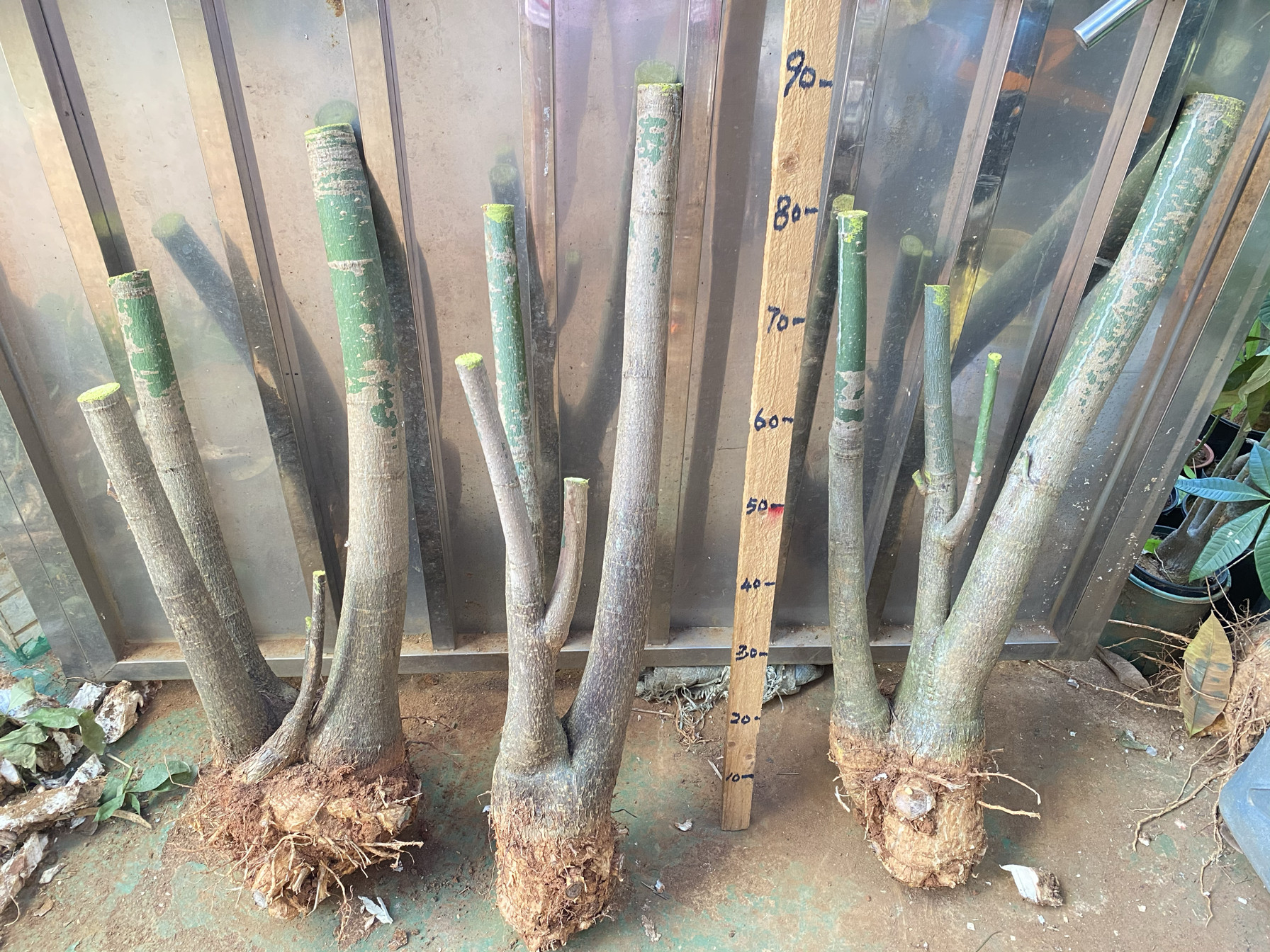 独特三杆发财绿植物包成活树桩