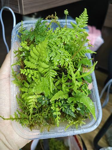 原生态迷你蕨类植物微景观小蕨套餐雨林缸造景小型绿植生态瓶耐湿