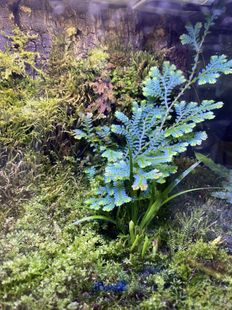 翠云草变色龙反蓝光植物雨林缸水陆蓝玉蕨造景材料迷你绿植爬藤类