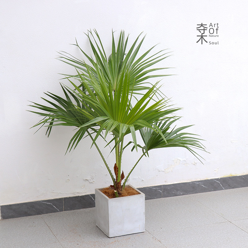 蒲葵植物盆栽室内大型耐阴好养棕榈科热带风格北欧风绿植大叶植物