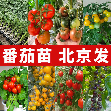 北京春季番茄苗西红柿苗普罗旺斯番茄秧苗圣女果苗小番茄苗釜山88