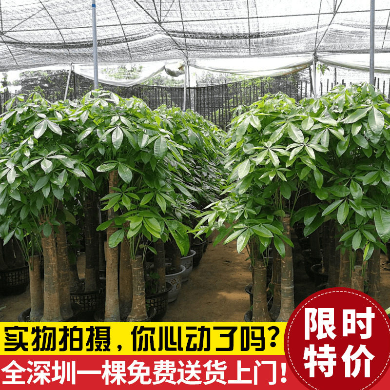 深圳綠植速遞發財樹盆栽大型植物室內搖錢樹有氧花木空氣淨化包郵在類目 鮮花速遞/花卉仿真/綠植園藝, 花卉/綠植盆栽（新）, 大型綠植/成品組合盆栽中 - 來自Buy2taobao.com提供專業的淘寶代購服務