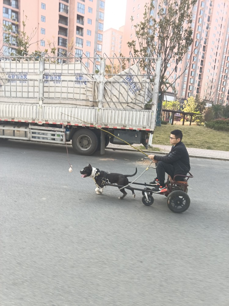 狗拉车宠物狗出门溜人