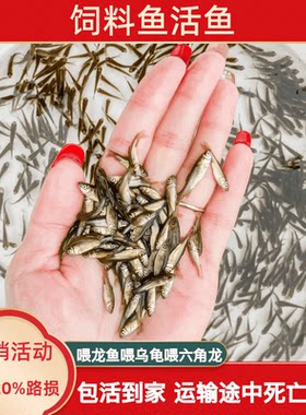 饲料鱼鱼苗小鱼乌龟吃的小鱼