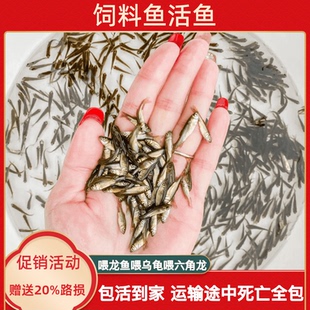 饲料鱼活鱼小鱼苗喂龟泥鳅活饵龙鱼饲料活鱼小杂鱼乌龟吃 小鱼
