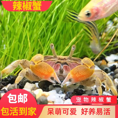 辣椒蟹宠物观赏蟹迷你辣椒蟹