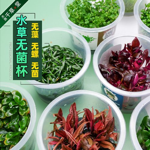 千草堂水草无菌杯前中后景