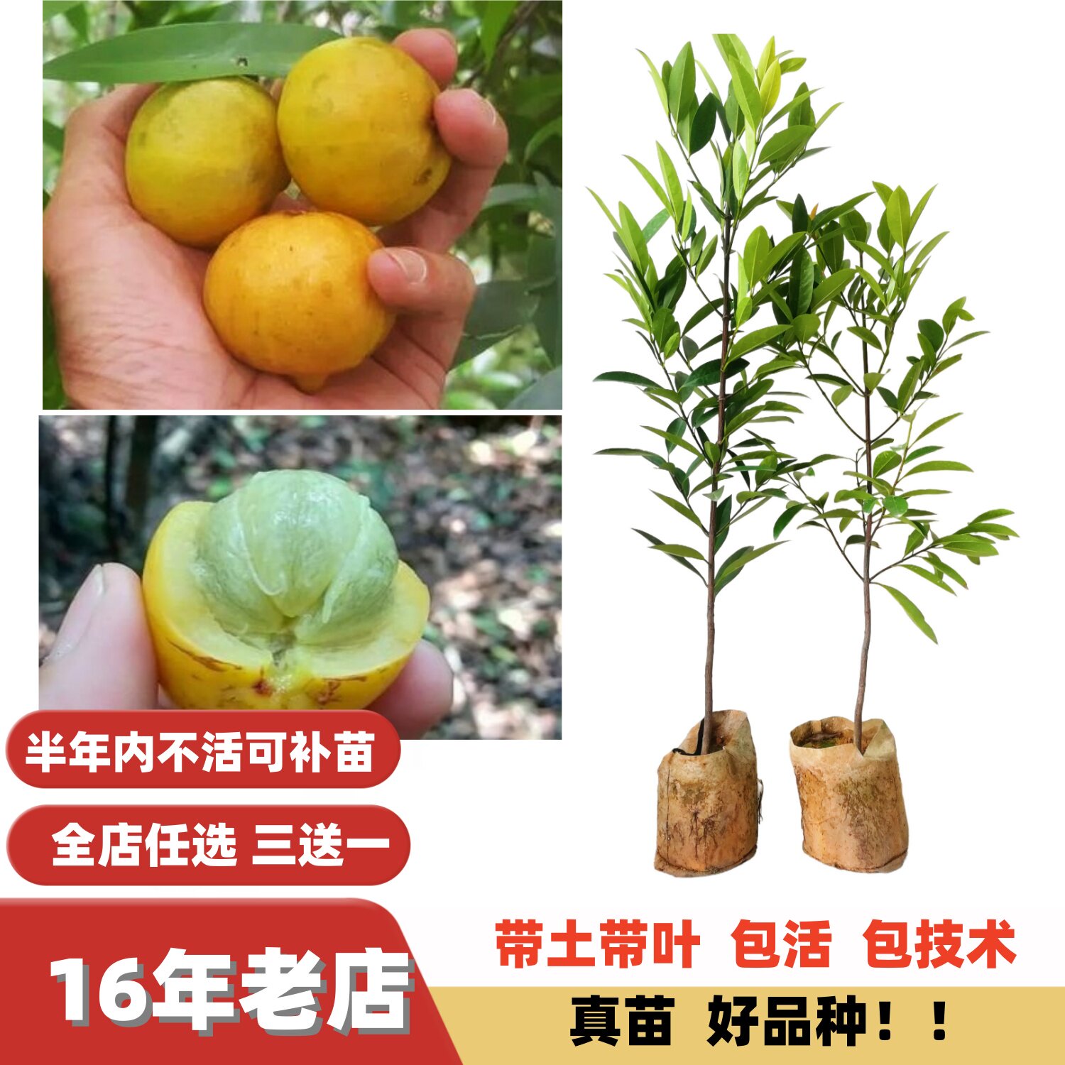 新品种黄牙果岭南黄金山竹苗山竹树苗原生苗嫁接苗盆栽地栽图片
