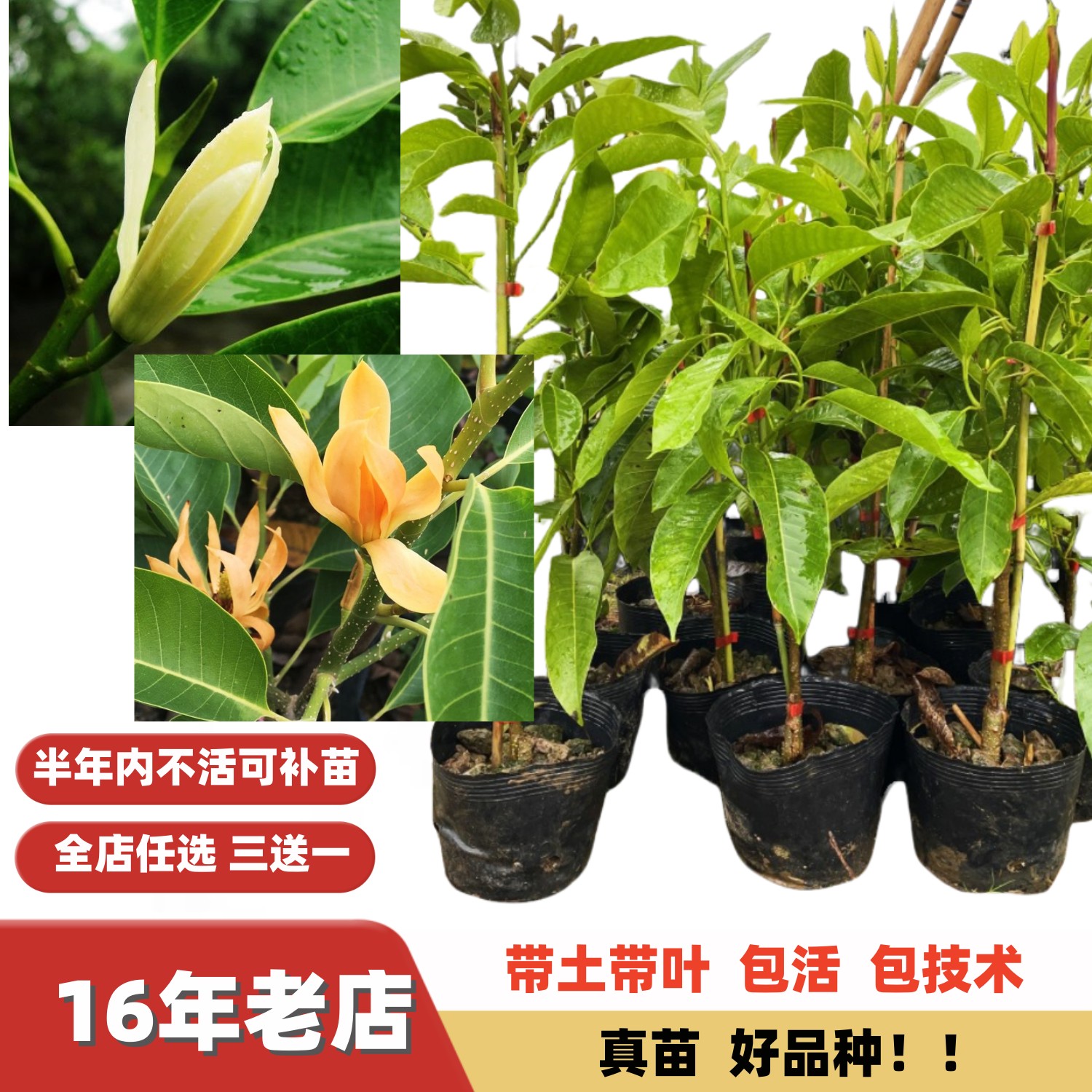 多季开花 白玉兰白兰花树苗嫁接苗木花卉名花南方北方盆栽地栽