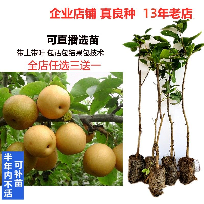 良种苗特大桂花梨子苗嫁接苗木果树苗子沙梨马山蜜梨树苗南方北方_虎窝淘