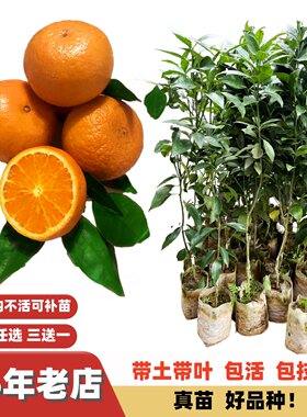 脱毒改良纤维少沃柑高甜度嫁接苗