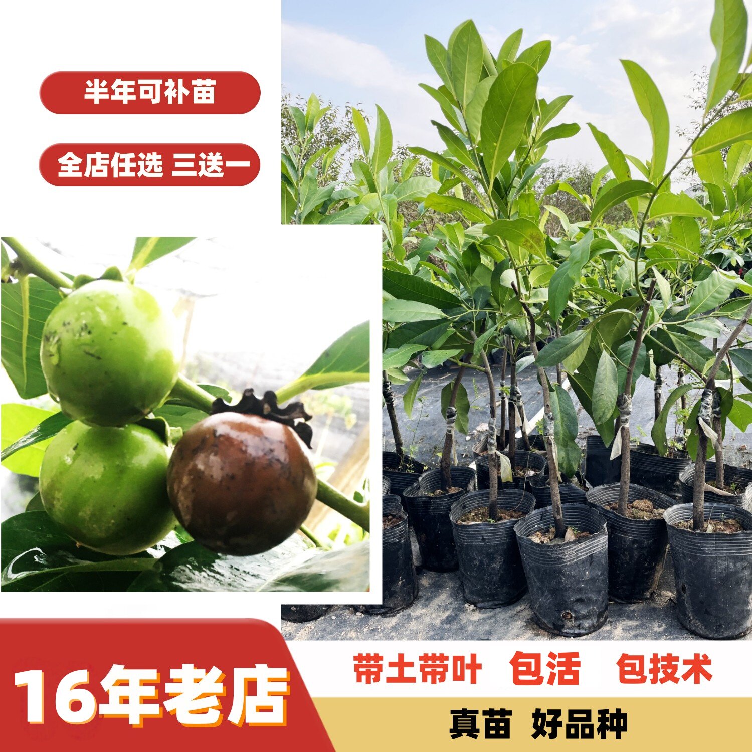 巧克力布丁果黑柿嫁接苗果树苗