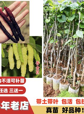 大果多季结果纯甜长果桑嫁接苗