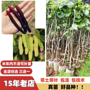 新品种大果紫金蜜桑甜长桑葚圆果桑嫁接果树苗盆栽地栽南方北方