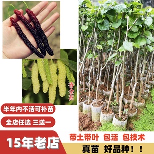 新品种大果紫金蜜桑甜长桑葚圆果桑嫁接果树苗盆栽地栽南方北方