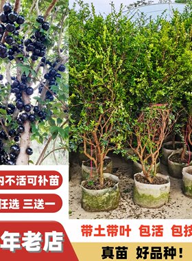 蜜甜大果沙巴嘉宝果大苗当年结果