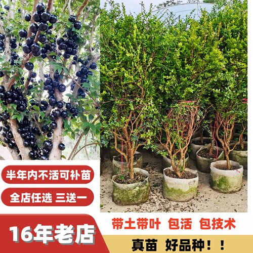 蜜甜大果沙巴嘉宝果大苗当年结果