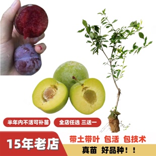 南方北方特大果早熟三月李晚熟钱排银妃三华李树嫁接苗青脆李子苗