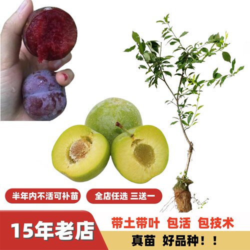 早熟三月李晚熟钱排三华李嫁接苗