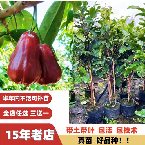 高甜度台湾黑糖芭比黑金刚莲雾苗