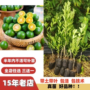 当年结果改良海南青金桔柠檬树苗子小青桔树苗年桔绿桔酸桔嫁接苗