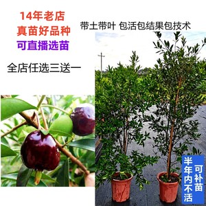 特大果新品种巴西樱桃树苗黑玫瑰大樱桃带盆栽地栽车厘子果树苗